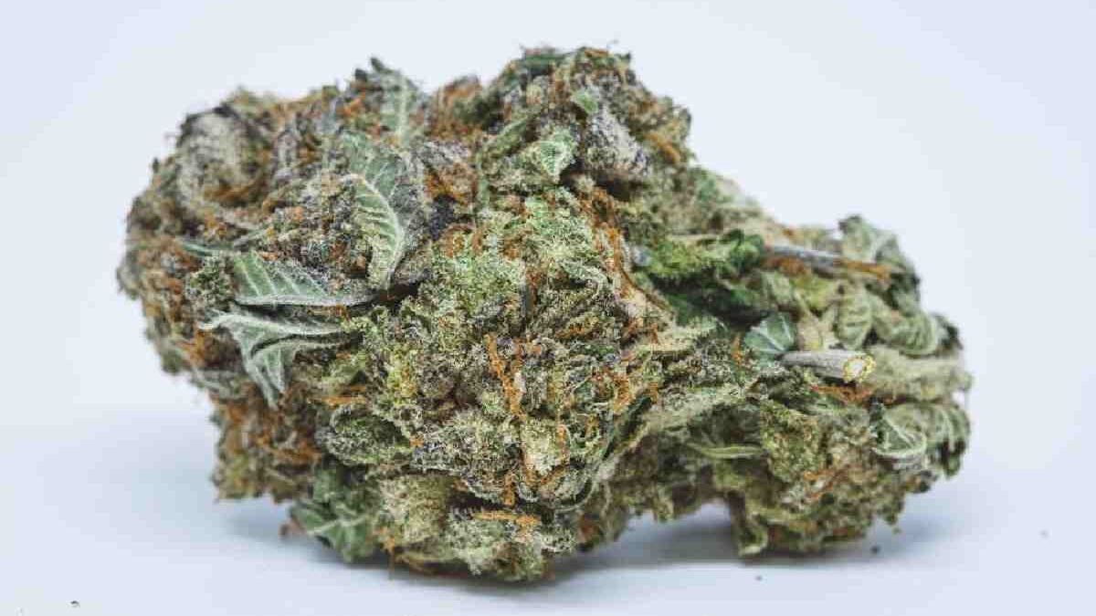 Platinum Purple Kush Cannabis Strain Review