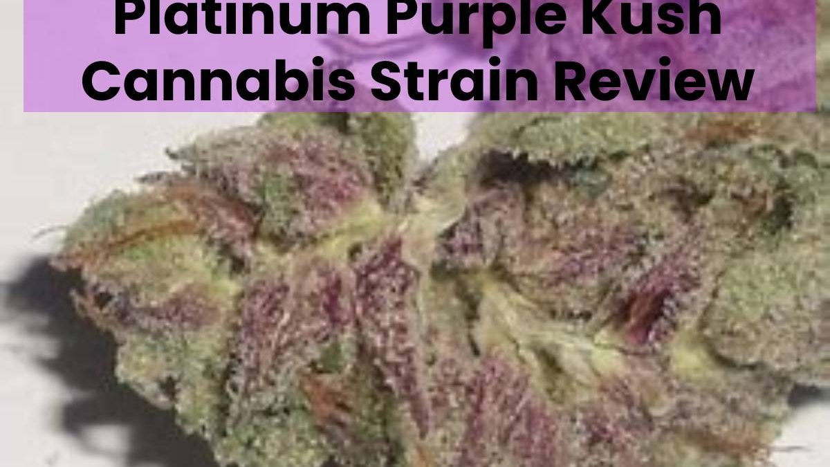 Platinum Purple Kush Cannabis Strain Review