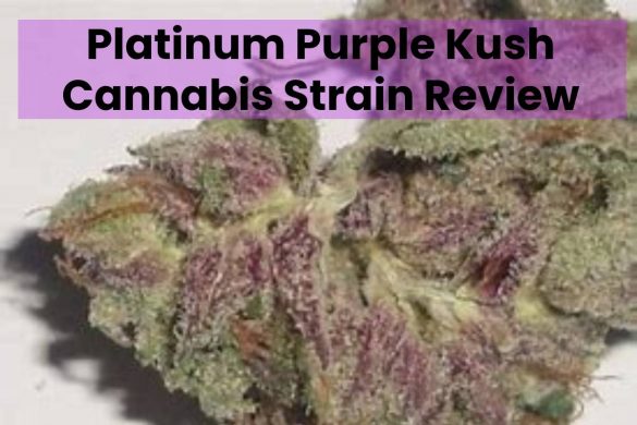 Platinum Purple Kush Cannabis Strain Review