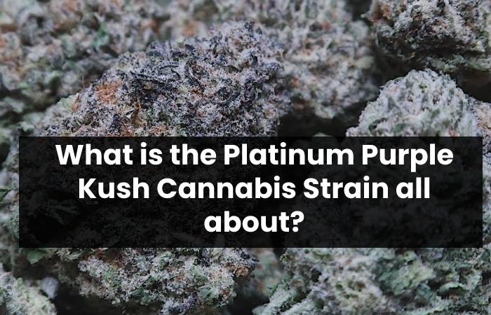 What is the Platinum Purple Kush Cannabis Strain all about?