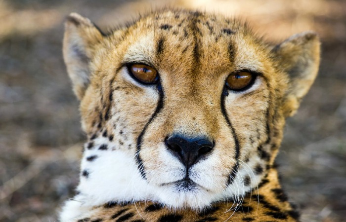 Rajkot news Updates Concern of Fragile Cheetah