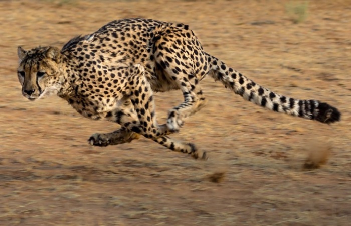 Magnificent But Fragile Cheetah