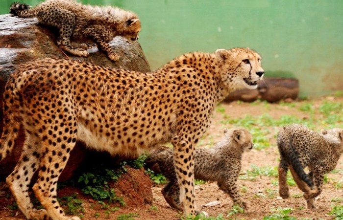 Why are cheetahs so charming?