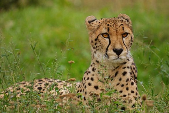 Rajkotupdates.news_cheetah-magnificent-but-fragile-experts-list-concerns-for-cheetahs